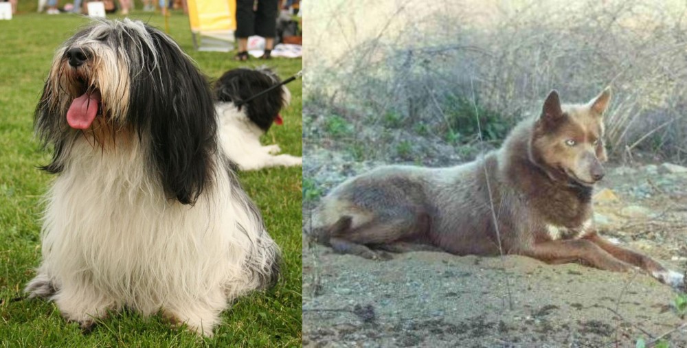 Tahltan Bear Dog vs Polish Lowland Sheepdog - Breed Comparison