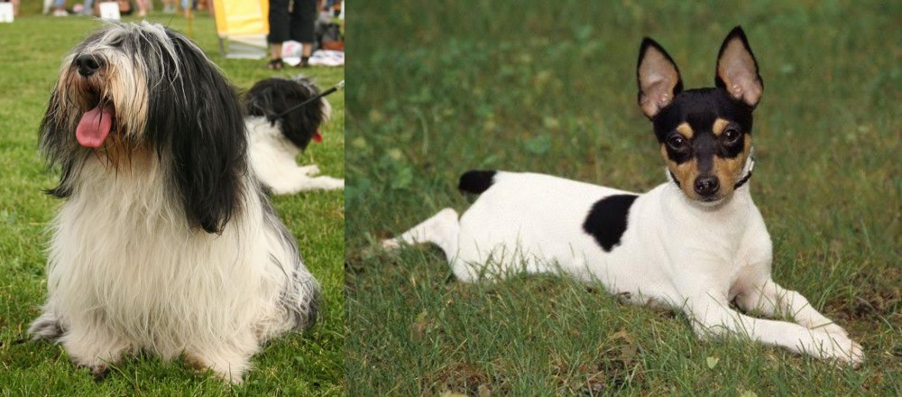 Toy Fox Terrier vs Polish Lowland Sheepdog - Breed Comparison