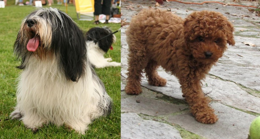 Toy Poodle vs Polish Lowland Sheepdog - Breed Comparison