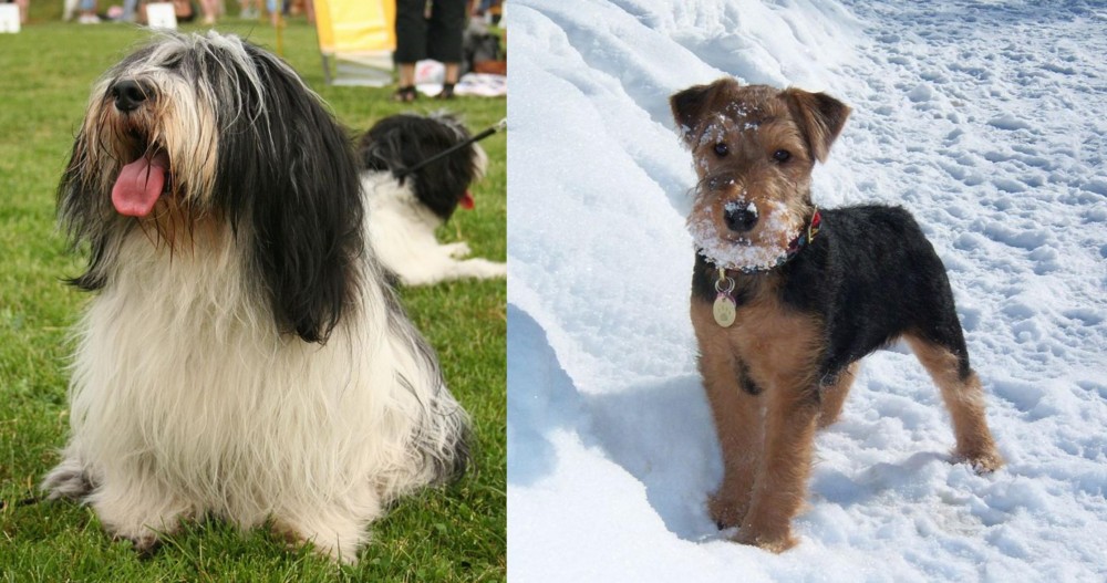 Welsh Terrier vs Polish Lowland Sheepdog - Breed Comparison