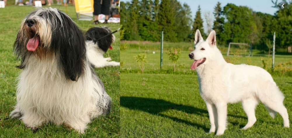 White Shepherd vs Polish Lowland Sheepdog - Breed Comparison
