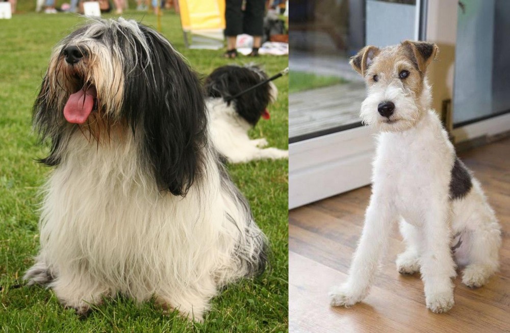 Wire Fox Terrier vs Polish Lowland Sheepdog - Breed Comparison