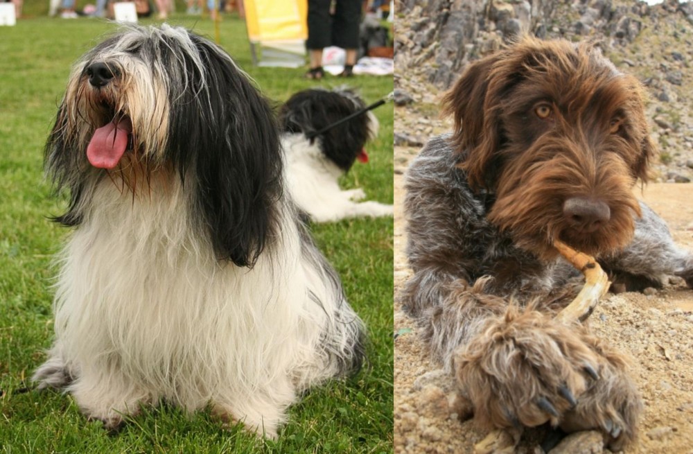 Wirehaired Pointing Griffon vs Polish Lowland Sheepdog - Breed Comparison