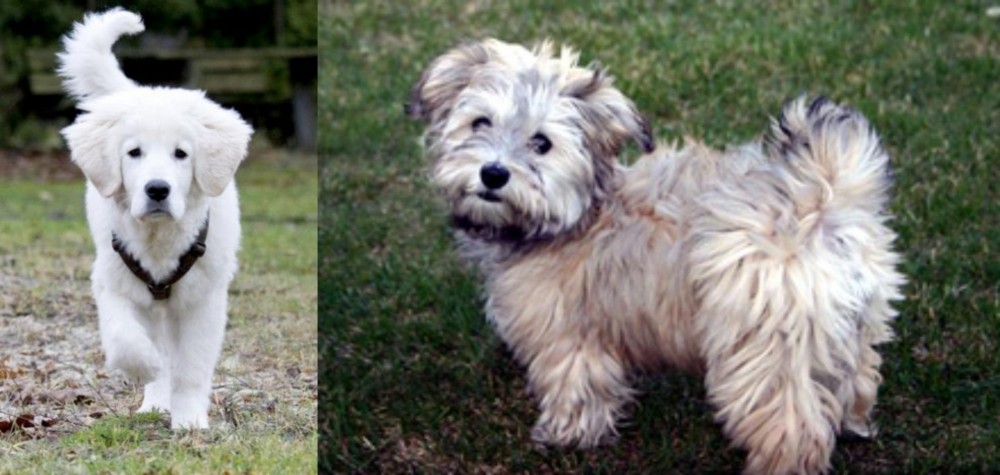 Havapoo vs Polish Tatra Sheepdog - Breed Comparison