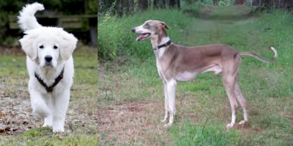 Mudhol Hound vs Polish Tatra Sheepdog - Breed Comparison
