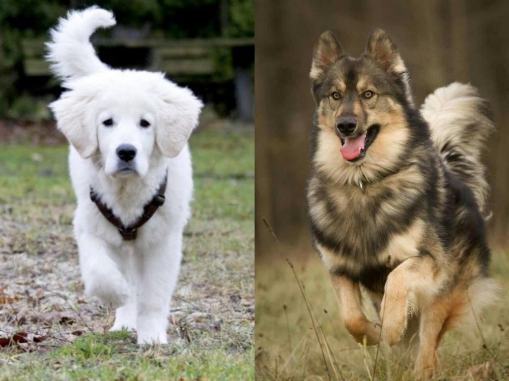 Native American Indian Dog vs Polish Tatra Sheepdog - Breed Comparison
