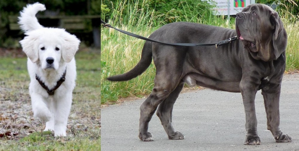 Neapolitan Mastiff vs Polish Tatra Sheepdog - Breed Comparison