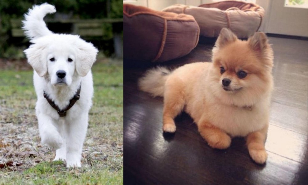 Pomeranian vs Polish Tatra Sheepdog - Breed Comparison