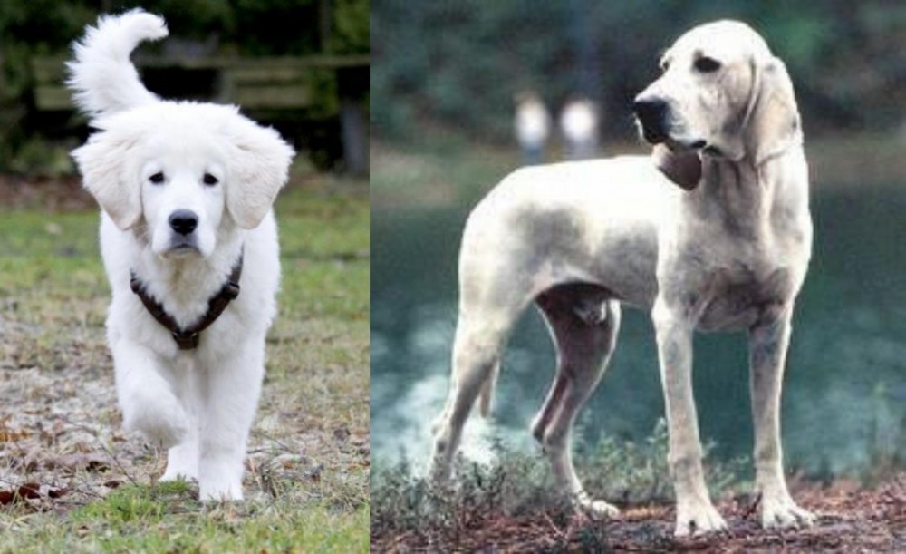 Porcelaine vs Polish Tatra Sheepdog - Breed Comparison