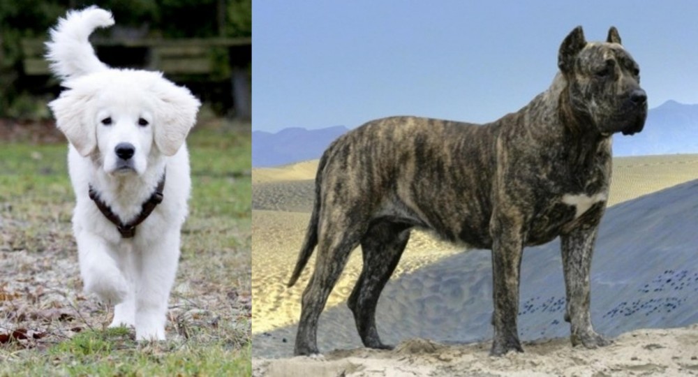 Presa Canario vs Polish Tatra Sheepdog - Breed Comparison