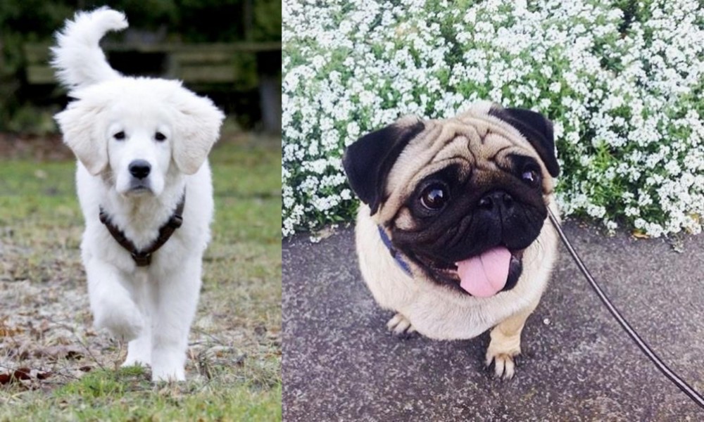 Pug vs Polish Tatra Sheepdog - Breed Comparison