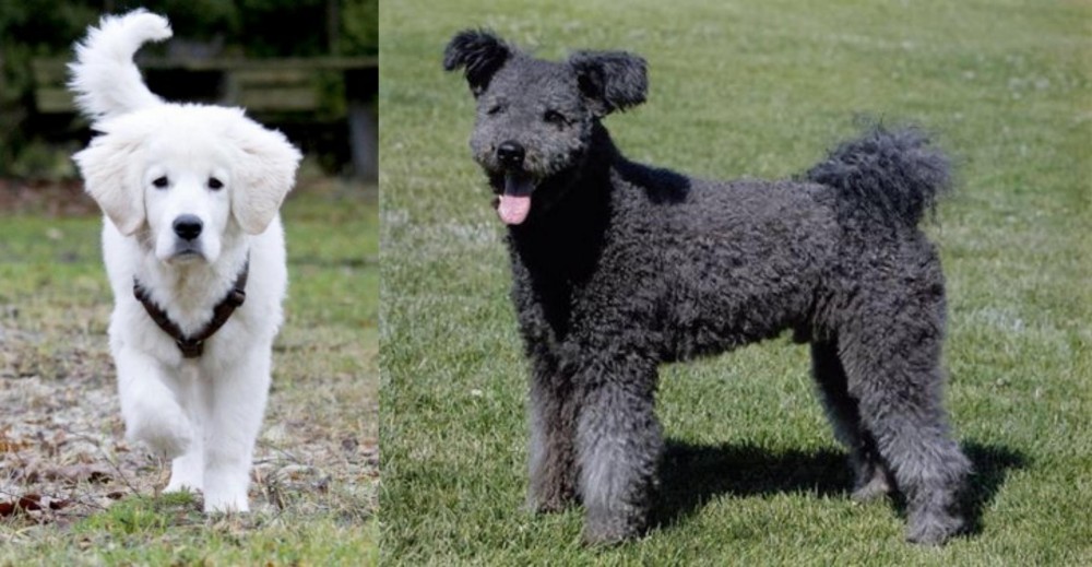Pumi vs Polish Tatra Sheepdog - Breed Comparison