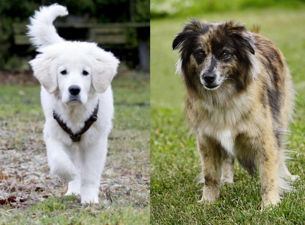 Pyrenean Shepherd vs Polish Tatra Sheepdog - Breed Comparison