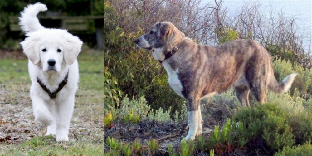 Rafeiro do Alentejo vs Polish Tatra Sheepdog - Breed Comparison