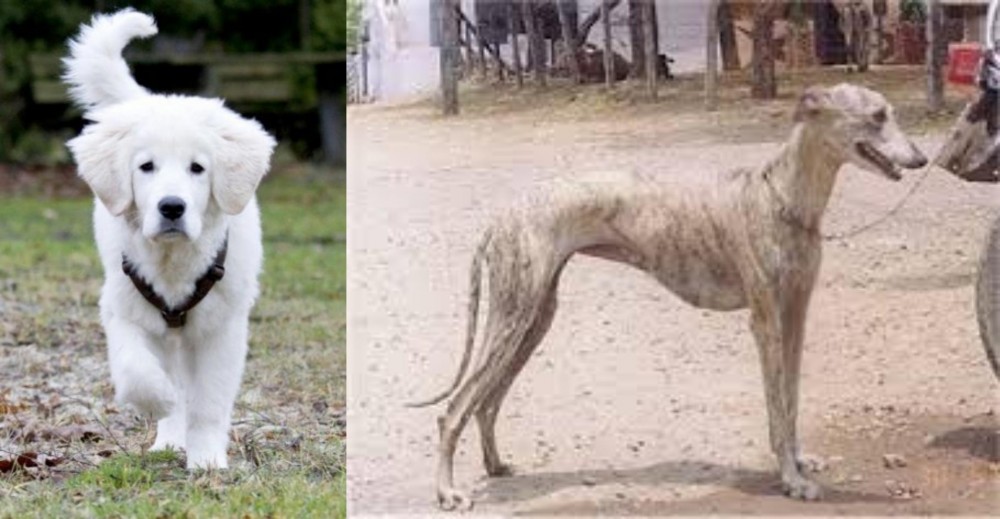 Rampur Greyhound vs Polish Tatra Sheepdog - Breed Comparison