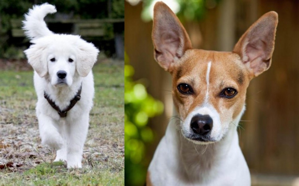 Rat Terrier vs Polish Tatra Sheepdog - Breed Comparison