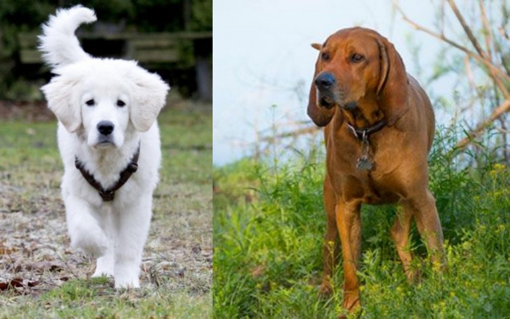 Redbone Coonhound vs Polish Tatra Sheepdog - Breed Comparison