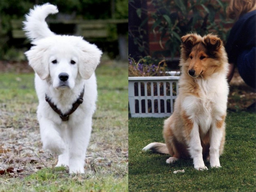 Rough Collie vs Polish Tatra Sheepdog - Breed Comparison