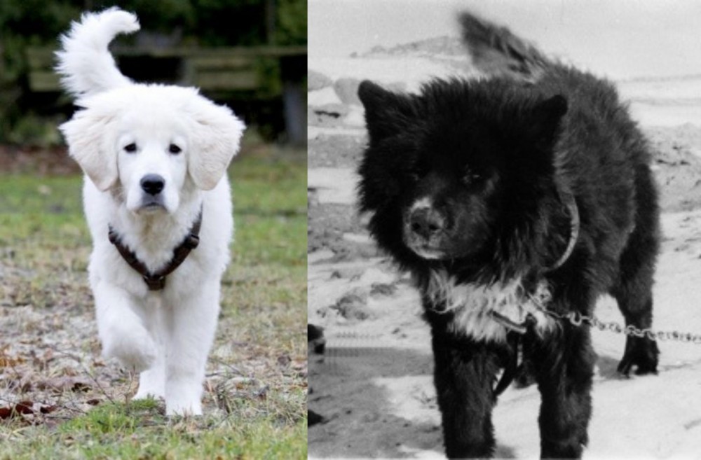 Sakhalin Husky vs Polish Tatra Sheepdog - Breed Comparison