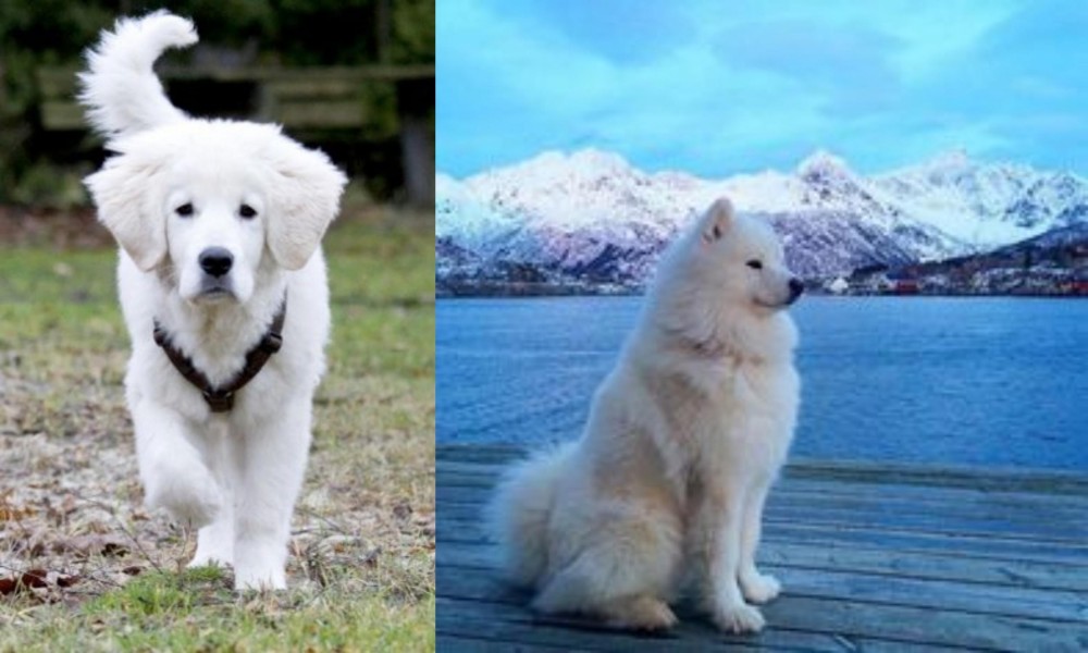 Samoyed vs Polish Tatra Sheepdog - Breed Comparison