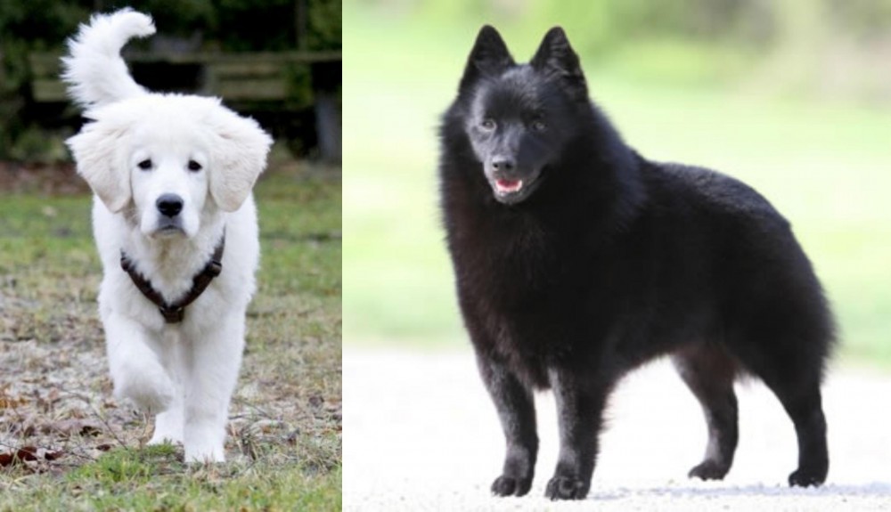 Schipperke vs Polish Tatra Sheepdog - Breed Comparison