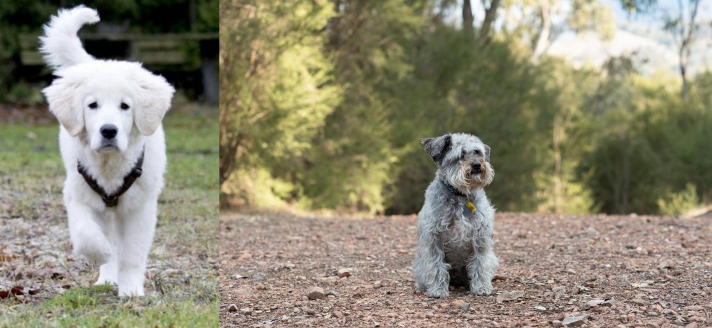 Schnoodle vs Polish Tatra Sheepdog - Breed Comparison
