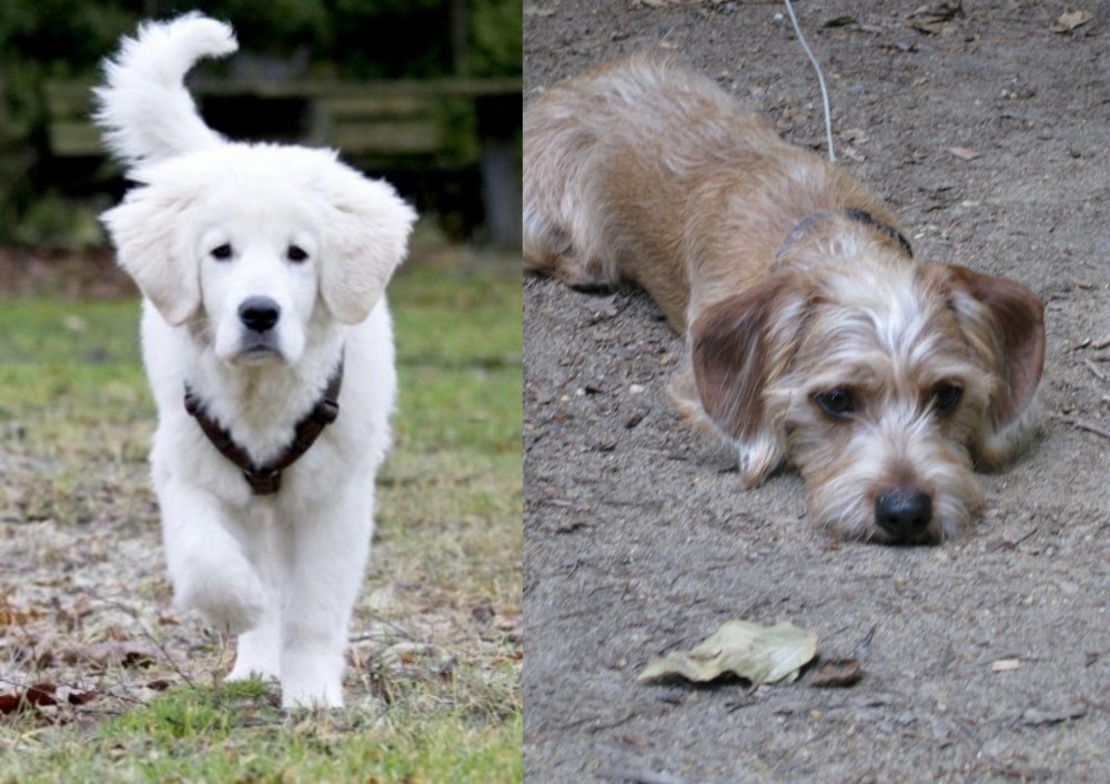 Schweenie vs Polish Tatra Sheepdog - Breed Comparison