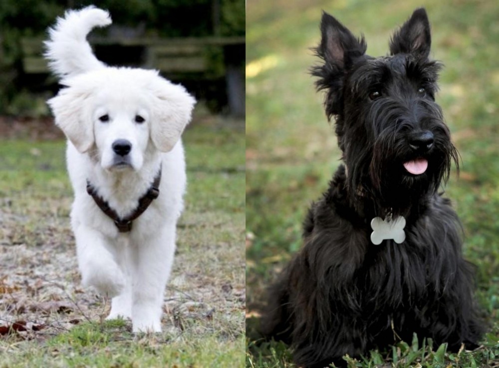 Scoland Terrier vs Polish Tatra Sheepdog - Breed Comparison