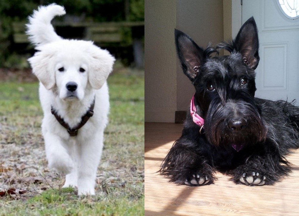 Scottish Terrier vs Polish Tatra Sheepdog - Breed Comparison