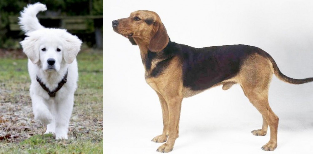 Serbian Hound vs Polish Tatra Sheepdog - Breed Comparison