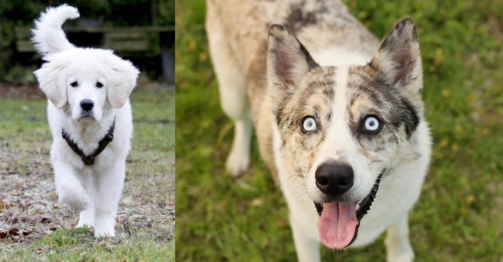 Shepherd Husky vs Polish Tatra Sheepdog - Breed Comparison