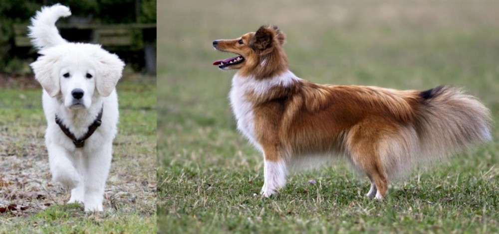 Shetland Sheepdog vs Polish Tatra Sheepdog - Breed Comparison