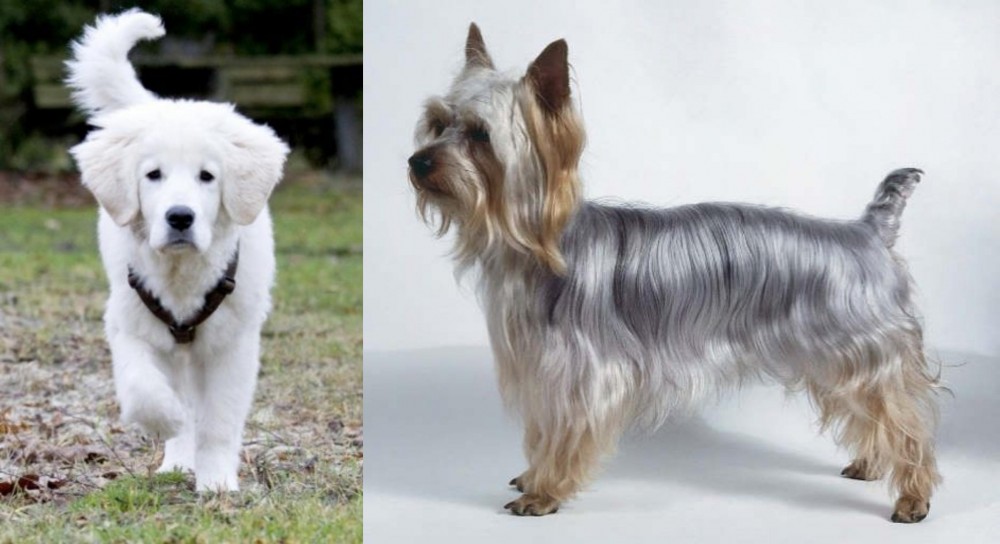 Silky Terrier vs Polish Tatra Sheepdog - Breed Comparison