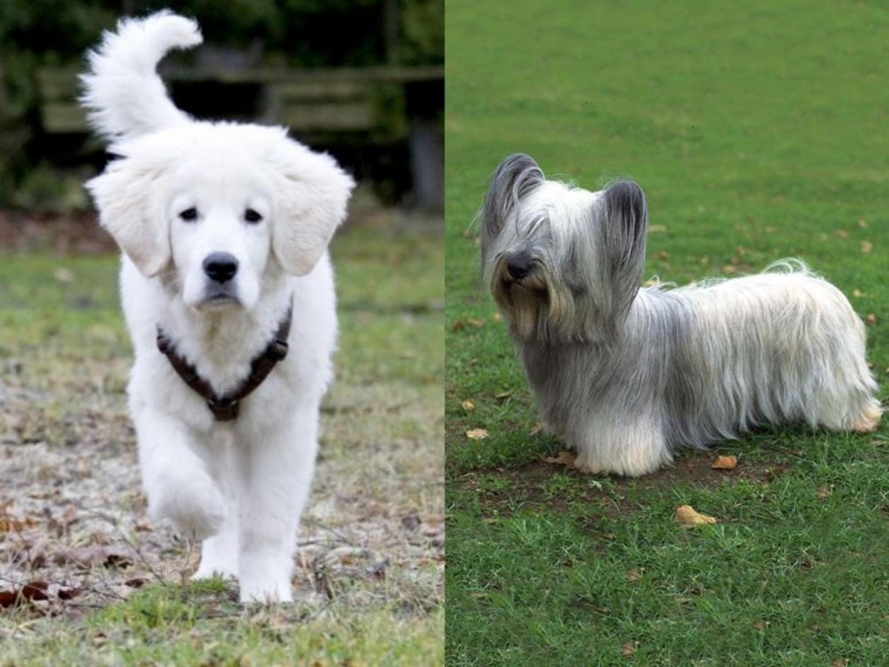 Skye Terrier vs Polish Tatra Sheepdog - Breed Comparison
