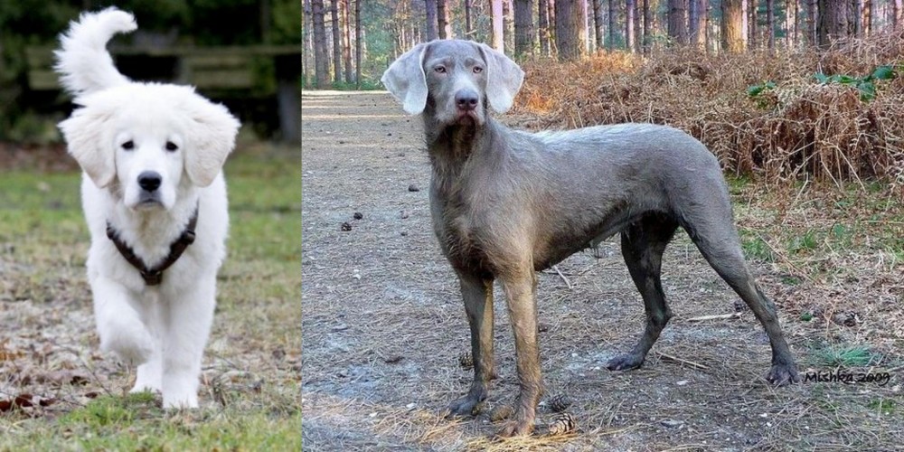 Slovensky Hrubosrsty Stavac vs Polish Tatra Sheepdog - Breed Comparison