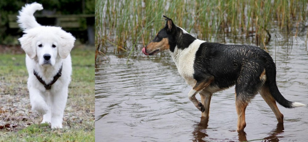 Smooth Collie vs Polish Tatra Sheepdog - Breed Comparison