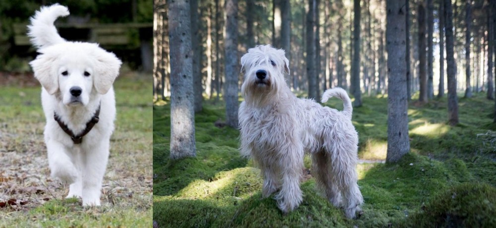 Soft-Coated Wheaten Terrier vs Polish Tatra Sheepdog - Breed Comparison