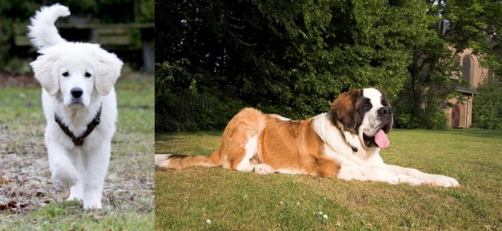 St. Bernard vs Polish Tatra Sheepdog - Breed Comparison
