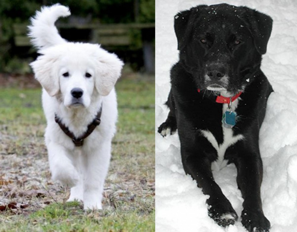 St. John's Water Dog vs Polish Tatra Sheepdog - Breed Comparison
