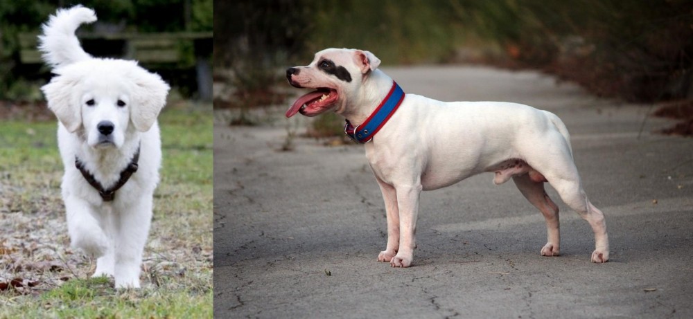 Staffordshire Bull Terrier vs Polish Tatra Sheepdog - Breed Comparison