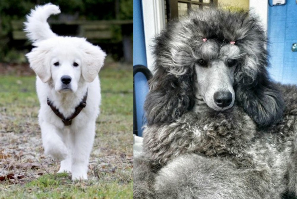 Standard Poodle vs Polish Tatra Sheepdog - Breed Comparison