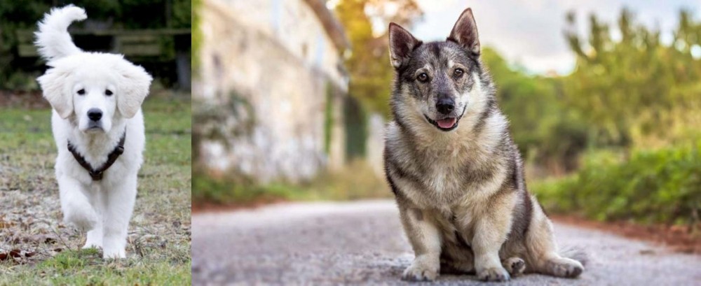 Swedish Vallhund vs Polish Tatra Sheepdog - Breed Comparison