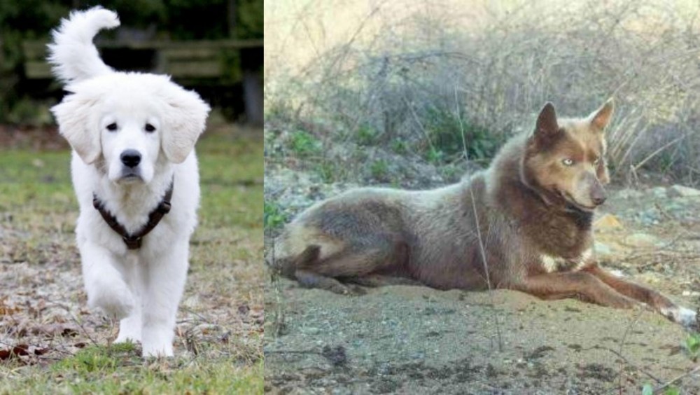 Tahltan Bear Dog vs Polish Tatra Sheepdog - Breed Comparison