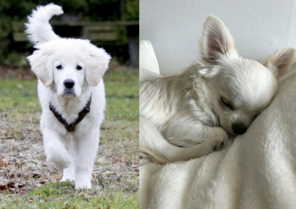 Tea Cup Chihuahua vs Polish Tatra Sheepdog - Breed Comparison