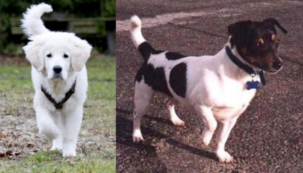 Teddy Roosevelt Terrier vs Polish Tatra Sheepdog - Breed Comparison