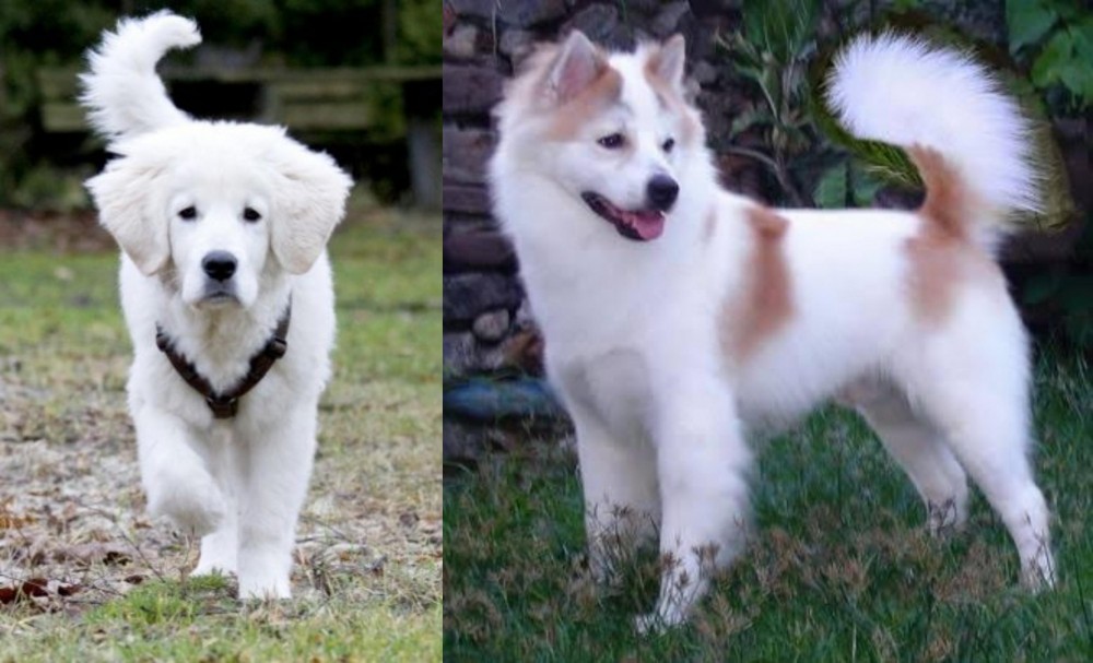 Thai Bangkaew vs Polish Tatra Sheepdog - Breed Comparison