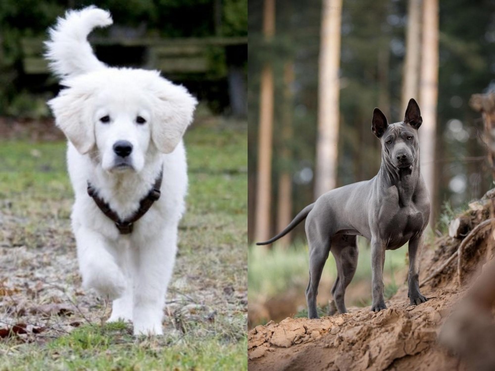 Thai Ridgeback vs Polish Tatra Sheepdog - Breed Comparison