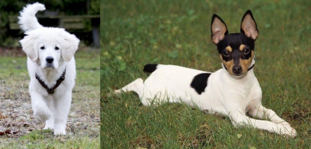 Toy Fox Terrier vs Polish Tatra Sheepdog - Breed Comparison