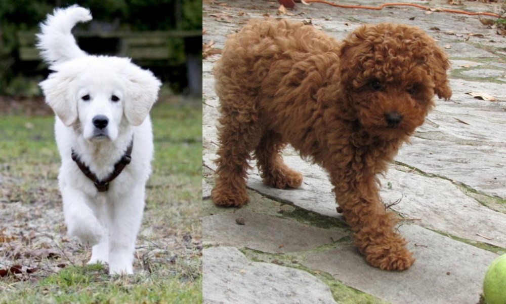 Toy Poodle vs Polish Tatra Sheepdog - Breed Comparison