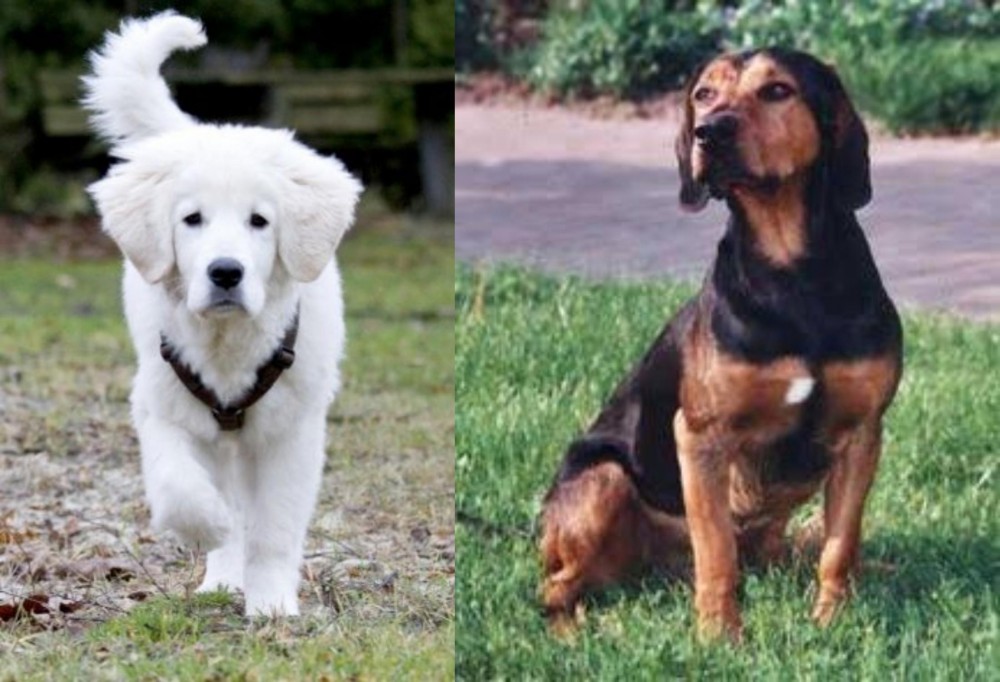 Tyrolean Hound vs Polish Tatra Sheepdog - Breed Comparison